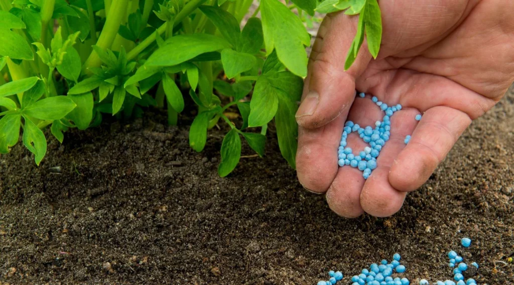 کود آهن برای گیاهان آپارتمانی