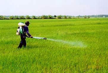 محلولپاشی کود پتاسیم برای افزایش مقاومت ساقه و رشد برنج