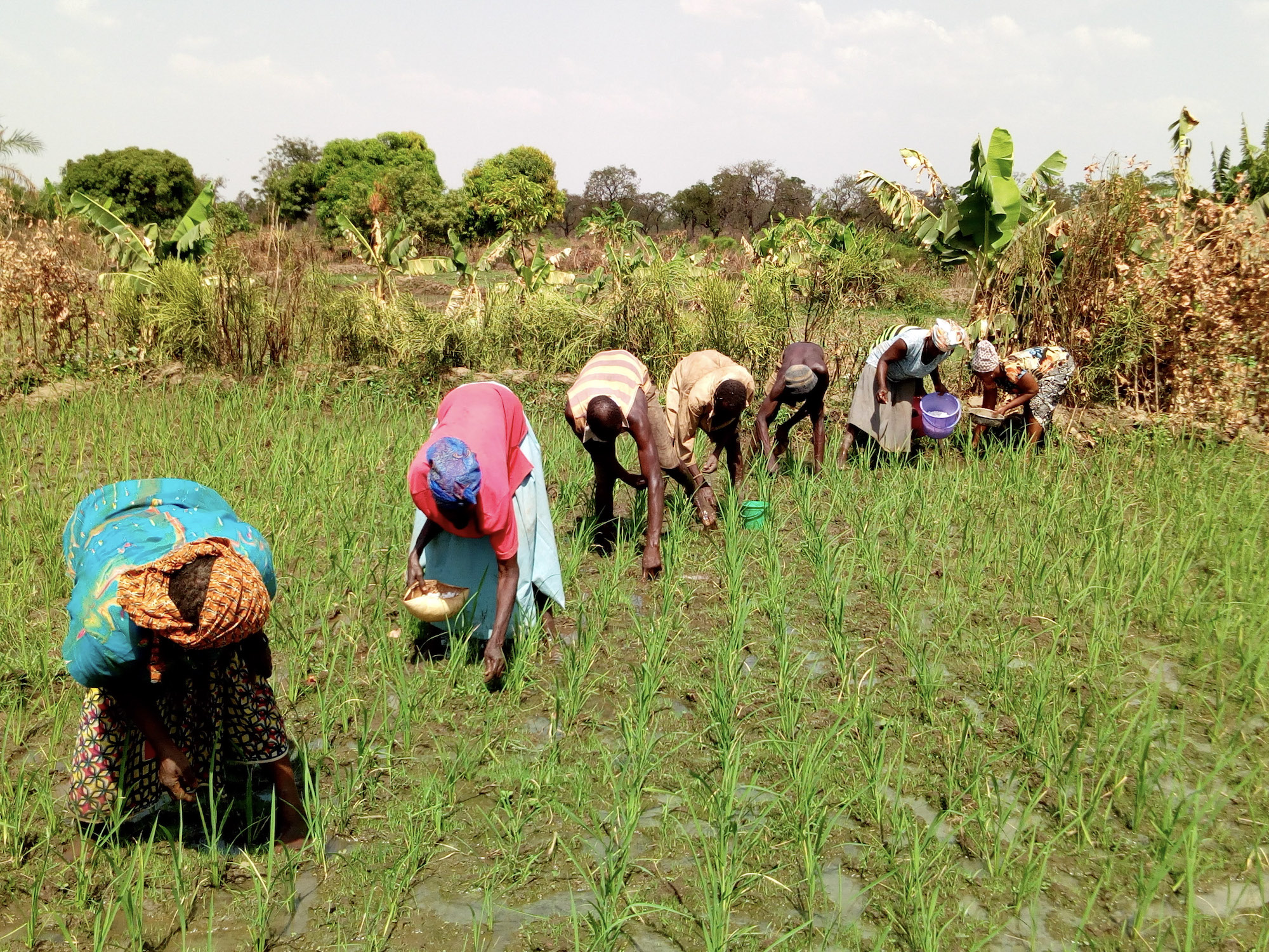 برنامه زمانی و مقدار مصرف کود برنج برای افزایش تناژ محصول