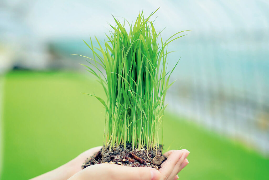 راهنمای کامل انواع کود مورد نیاز برنج شامل کود شیمیایی، آلی و خانگی