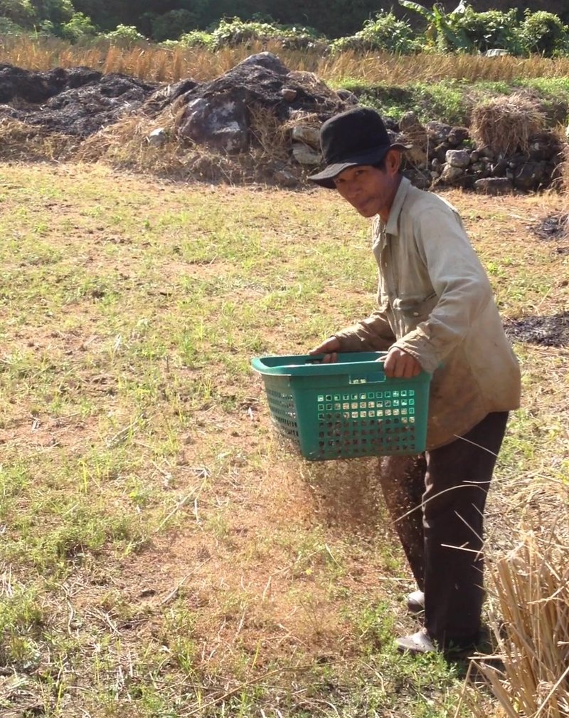 استفاده از سبوس و پوسته برنج به عنوان کود طبیعی برای افزایش عملکرد برنج