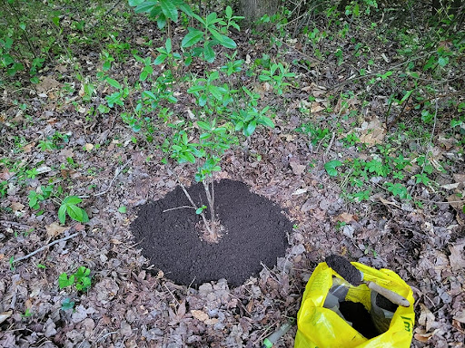 اضافه کردن کمپوست ضایعات گردو به پای درخت گردو