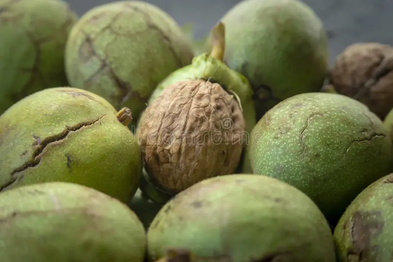 پوست سبز گردوی تازه برای استفاده در کود