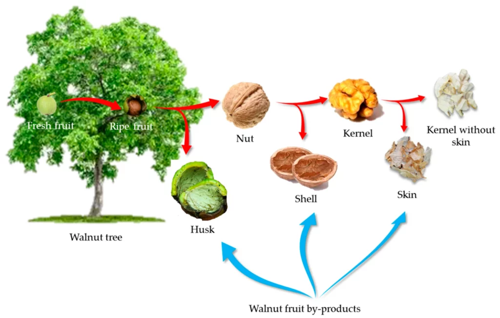 کمپوست آماده از پوست سبز و برگ گردو برای تقویت خاک