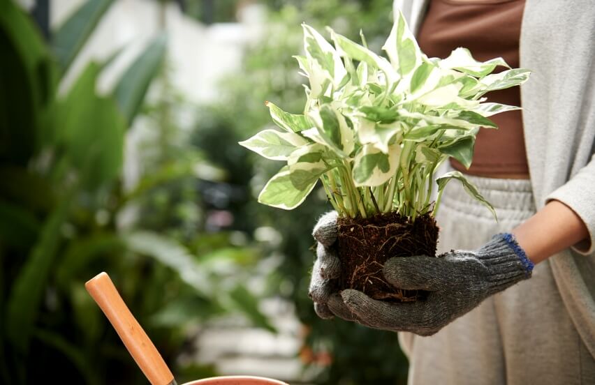 بهترین خاک و کود برای پتوس – ترکیب خاک مناسب و کوددهی اصولی گیاه پتوس